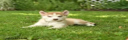 Siberian Husky dogs for sale: Heidi - Ad 3
