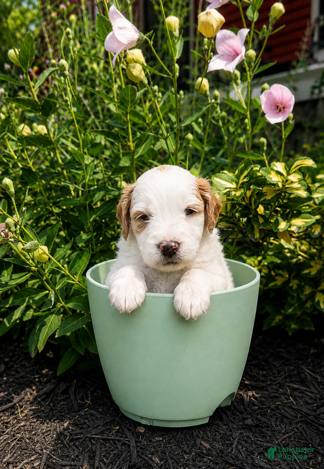 Mini Goldendoodle dogs for sale: Sage - Ad 2