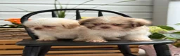 Shih Tzu dogs for sale: Jasper - Ad 17