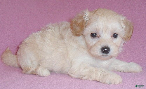 Shihpoo dogs Gidget - Ad 2