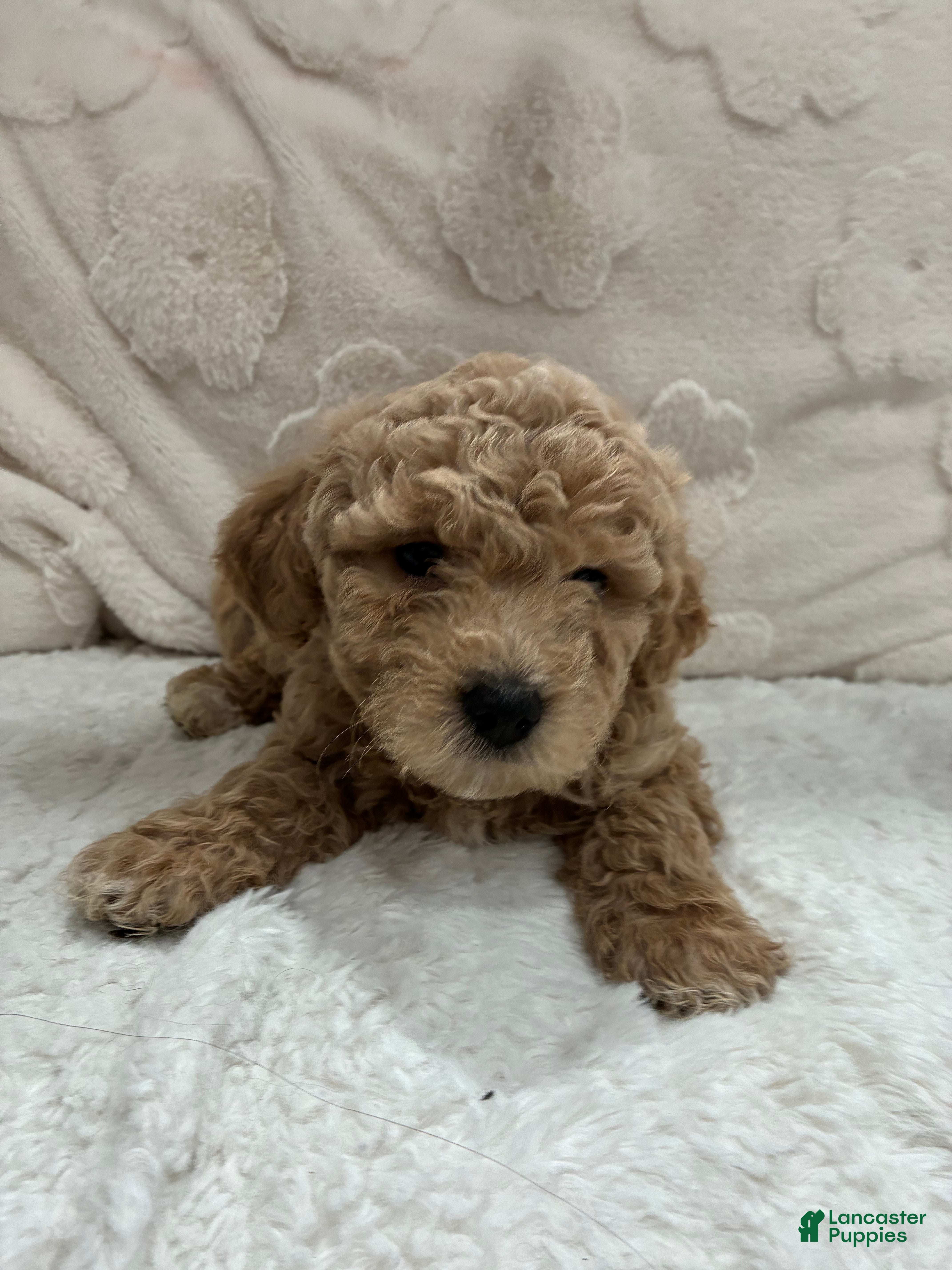 Toy Poodle dogs Toy Poodle Puppy 1 - Ad 16