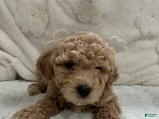 Toy Poodle dogs Toy Poodle Puppy 1 - Ad 16