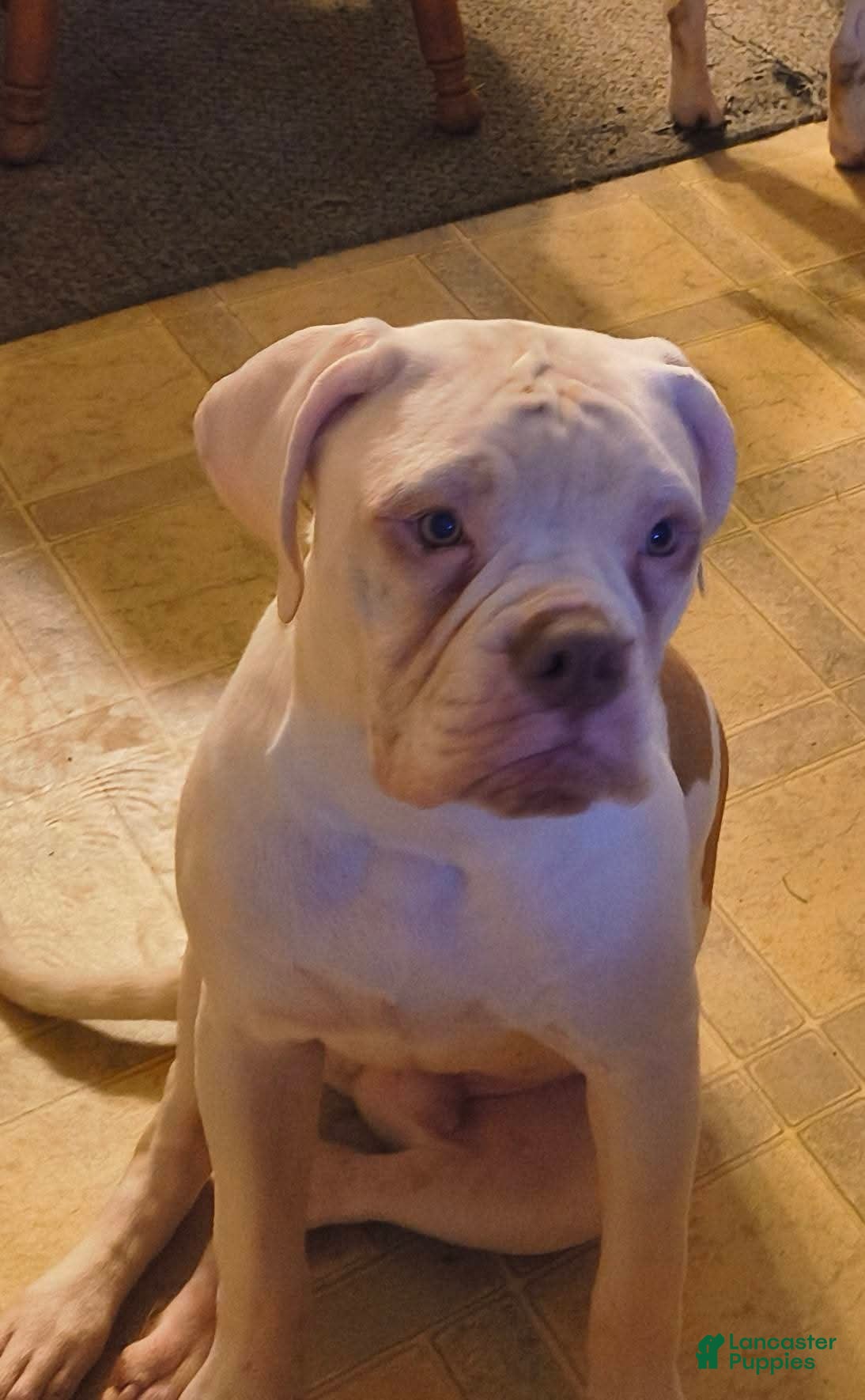 American Bulldog dogs American Bulldog Puppy 2 - Ad 3