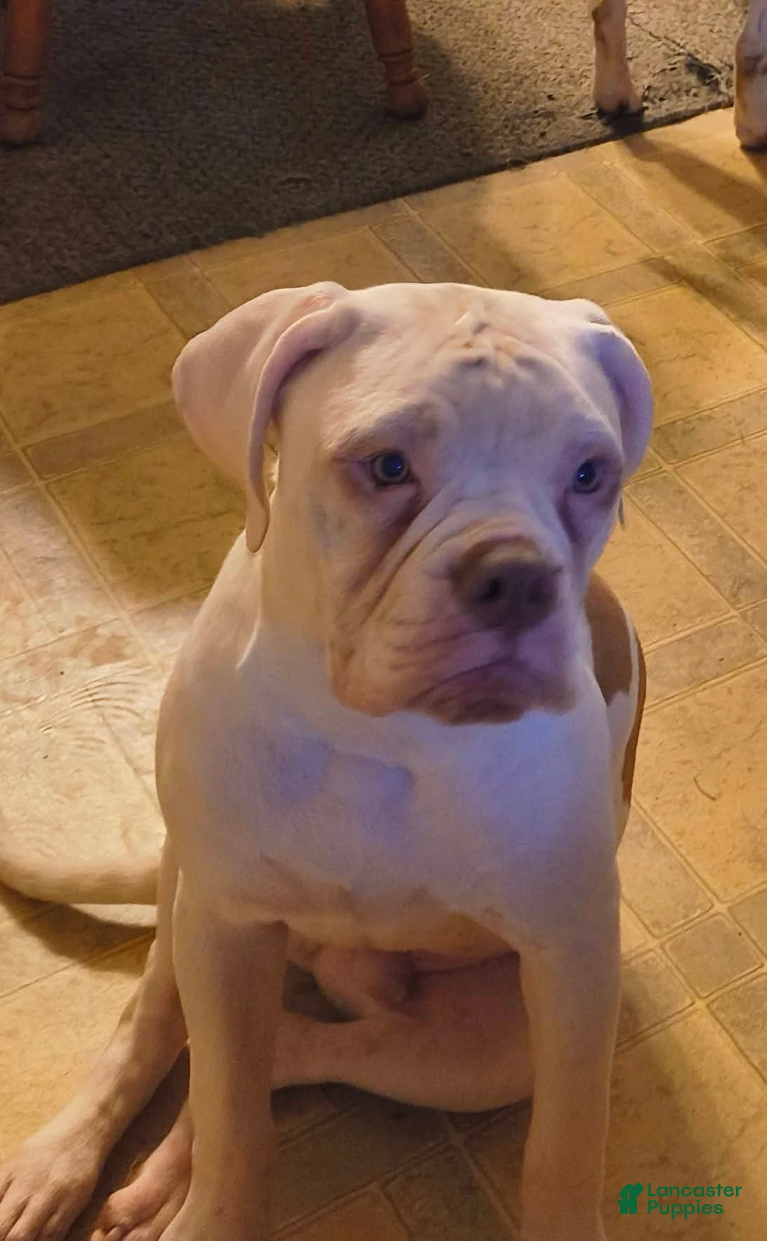 American Bulldog dogs for sale: American Bulldog Puppy 2 - Ad 1