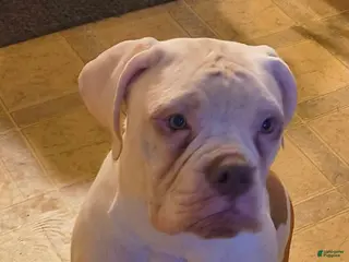 American Bulldog dogs American Bulldog Puppy 2 - Ad 3