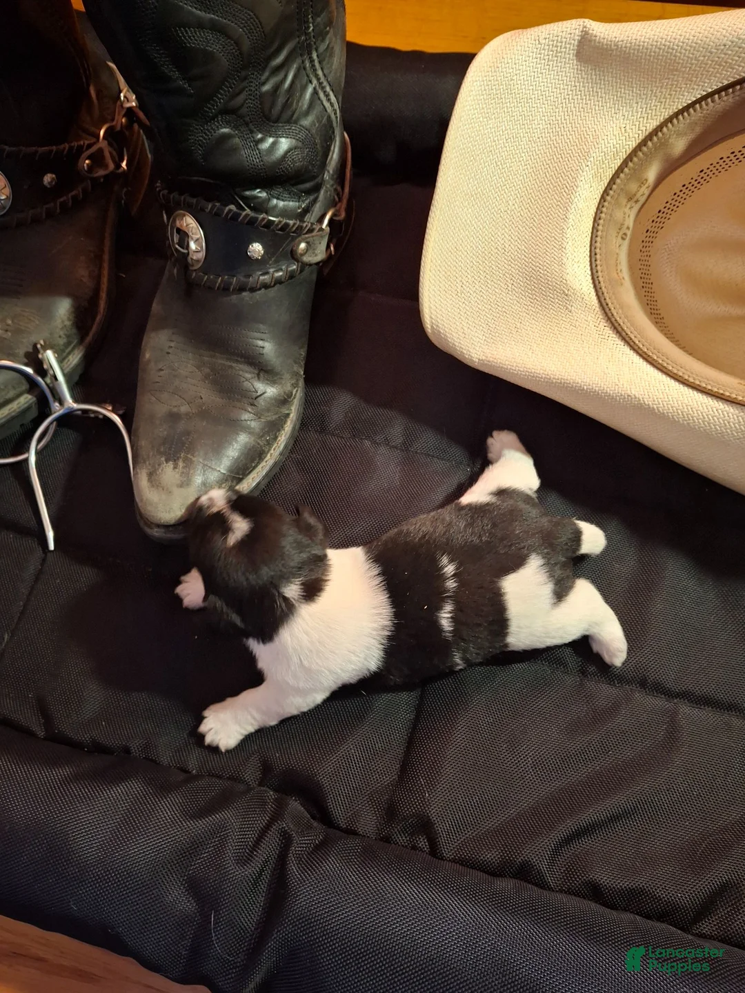 Russell Terrier dogs for sale: Molly - Ad 1