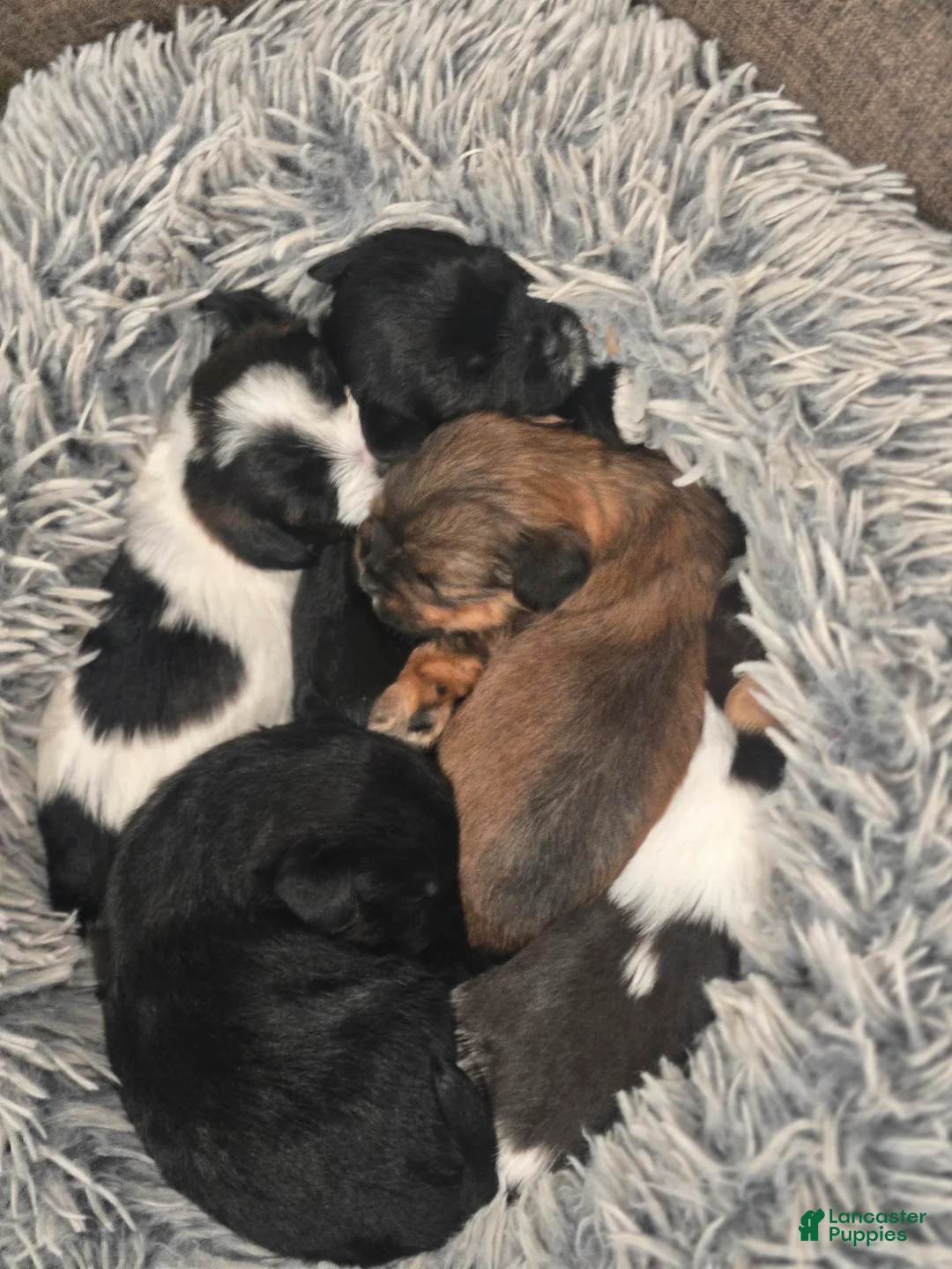 Mixed Breed dogs for sale: Mixed Breed Puppy 1 - Ad 2