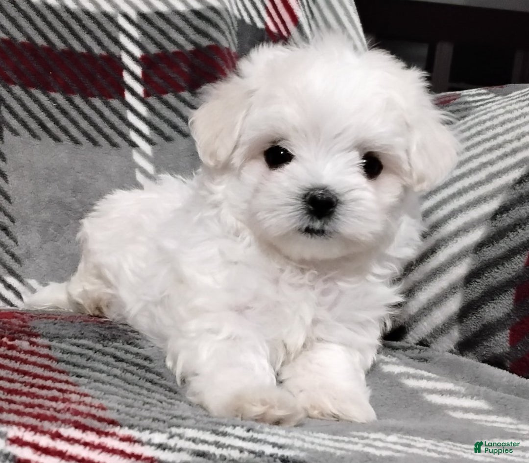 Maltese dogs for sale: Dana - Ad 4