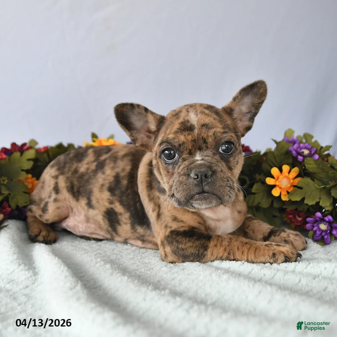Frenchton dogs for sale: Puff - Ad 2