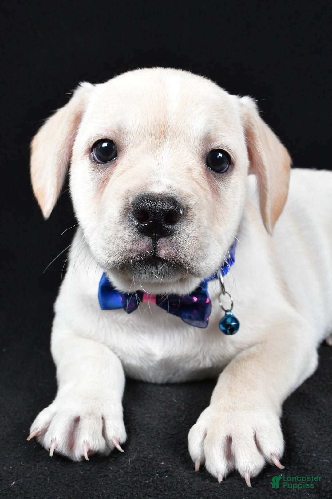 Mixed Breed dogs for sale: Domino - Ad 5