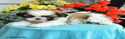 Shih Tzu dogs for sale: Katrina - Ad 5