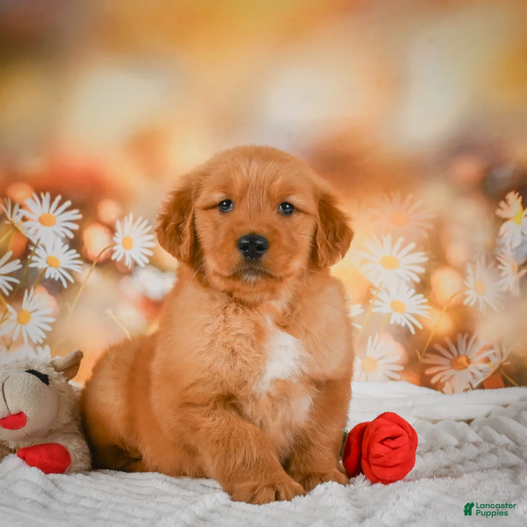 Golden Retriever dogs for sale: Cash - Ad 1