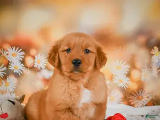 Golden Retriever dogs for sale: Cash - Ad 3