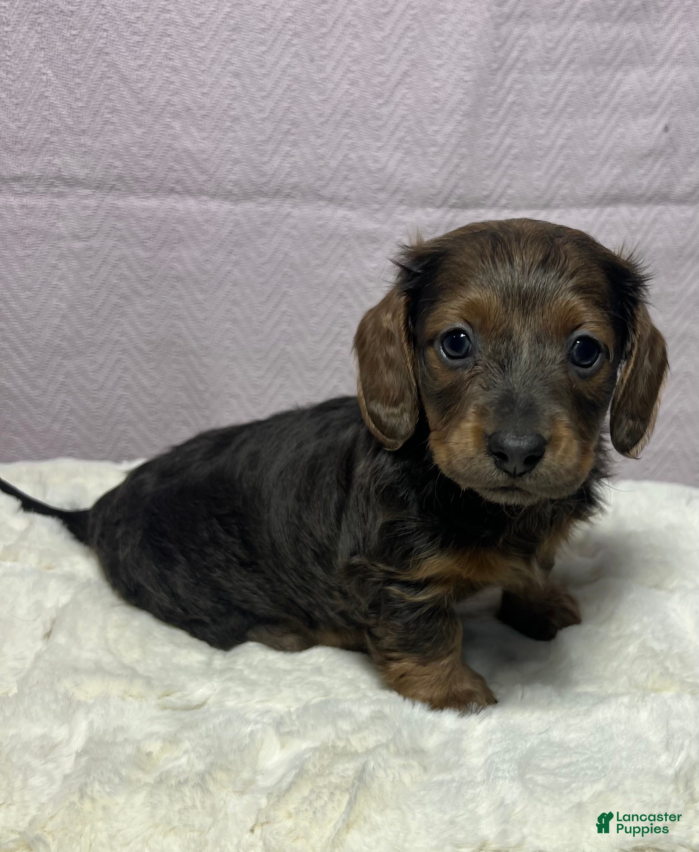Miniature Dachshund dogs for sale: Miniature Dachshund Puppy 2 - Ad 4