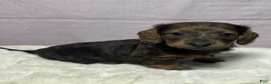 Miniature Dachshund Puppy 2
