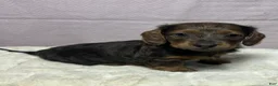Miniature Dachshund dogs for sale: Miniature Dachshund Puppy 2 - Ad 1