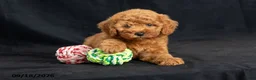Mini Goldendoodle dogs for sale: Dianna - Ad 8