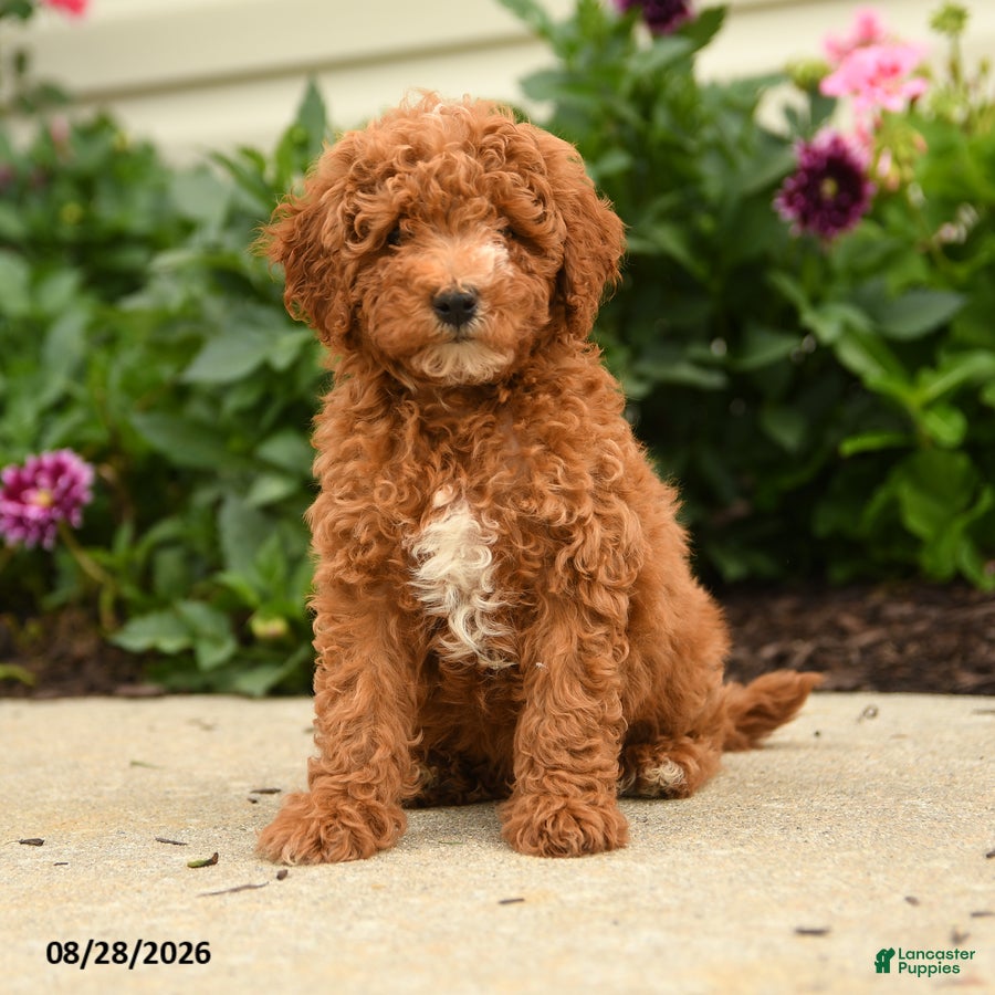 Miniature Poodle dogs Rain - Ad 1