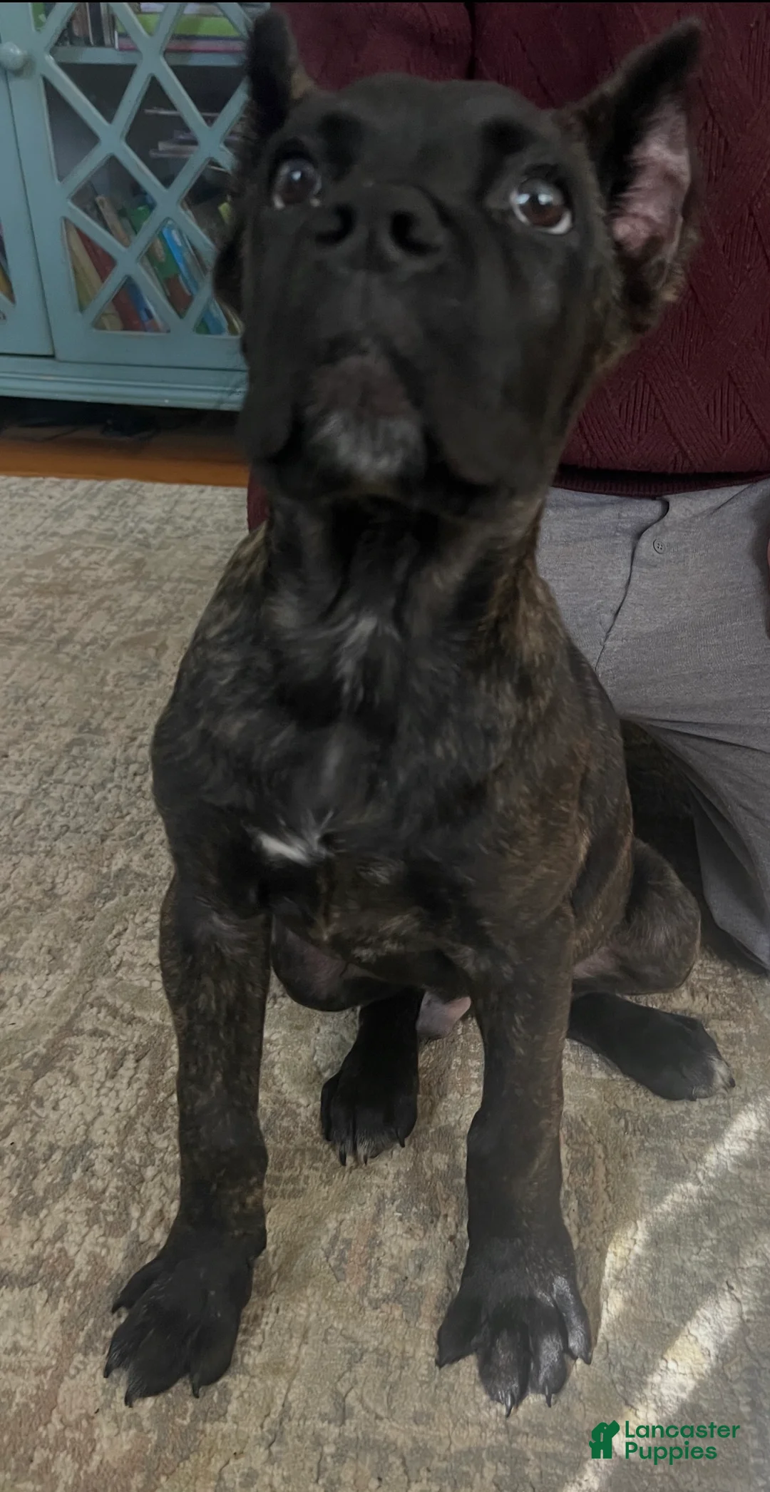 Cane Corso dogs for sale: White Collar Female - Ad 10