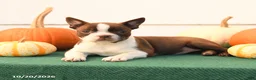 Boston Terrier dogs for sale: Ariel - Ad 4