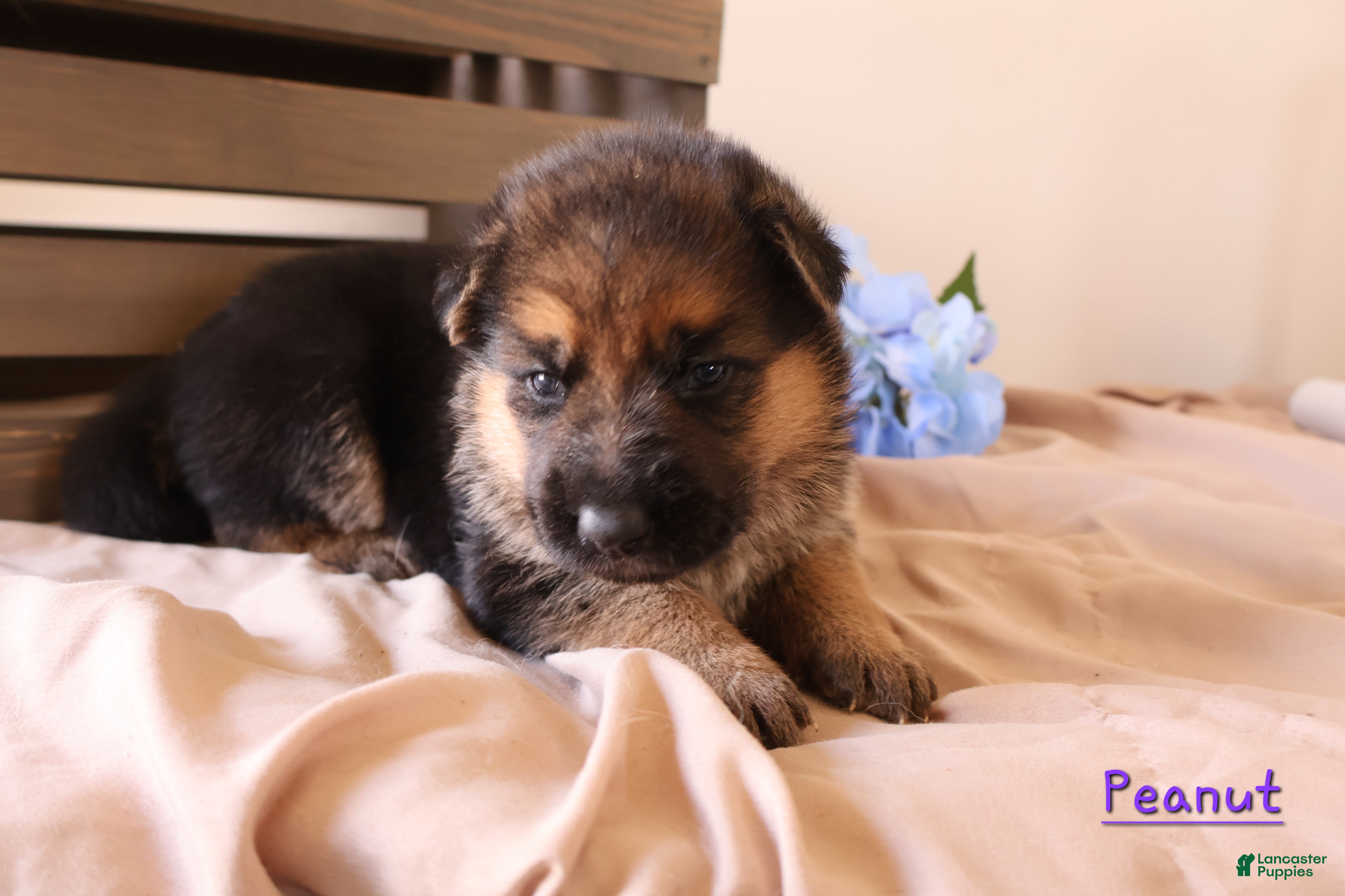 German Shepherd dogs Peanut - Ad 1