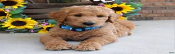 Goldendoodle dogs for sale: Rudy - Ad 4