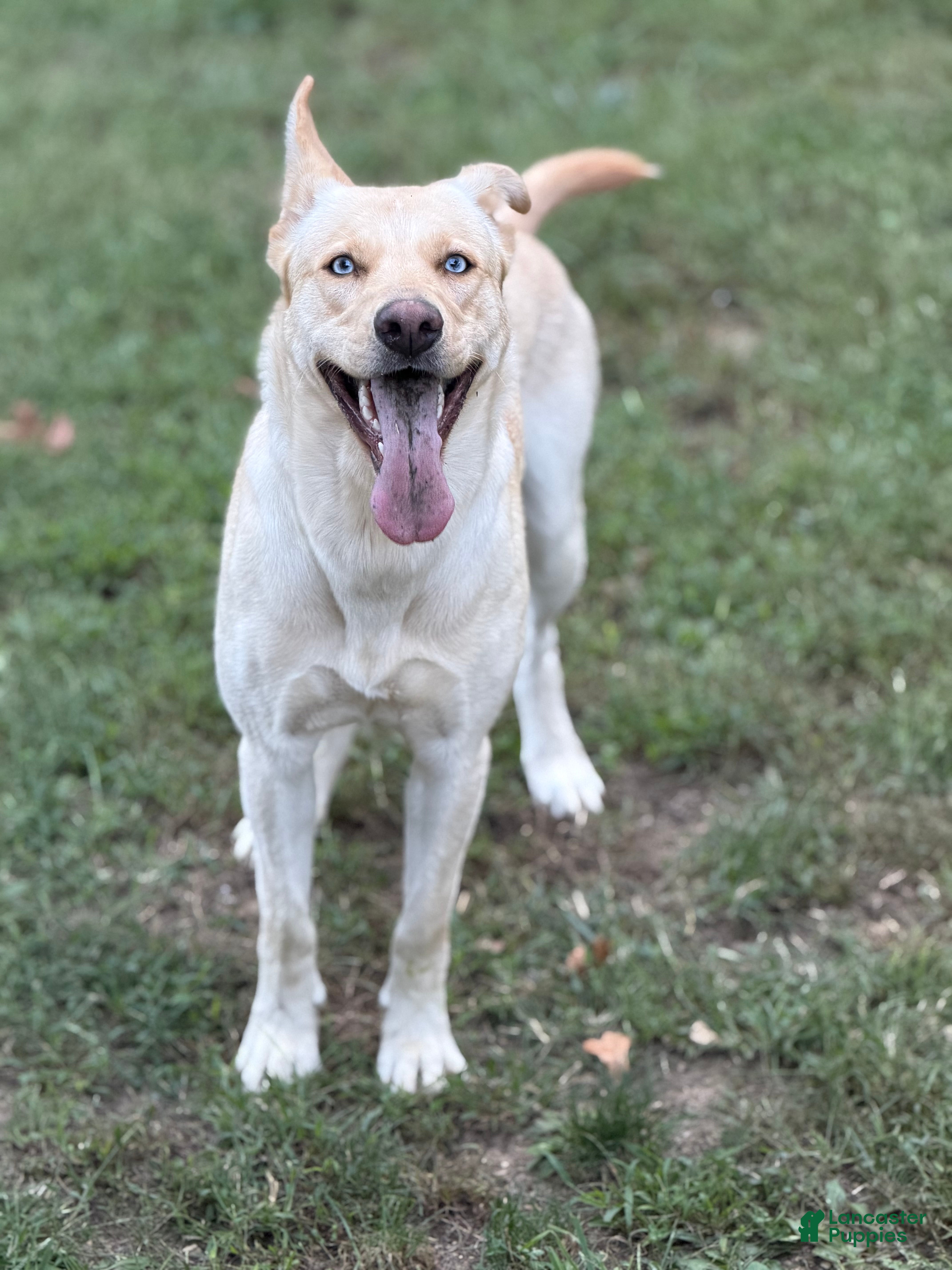 Gerberian Shepsky dogs for sale: Zenzi - Ad 22