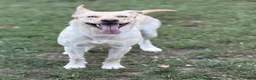 Gerberian Shepsky dogs for sale: Zenzi - Ad 4