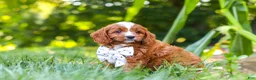 Cavapoo dogs for sale: Jayce - Ad 5