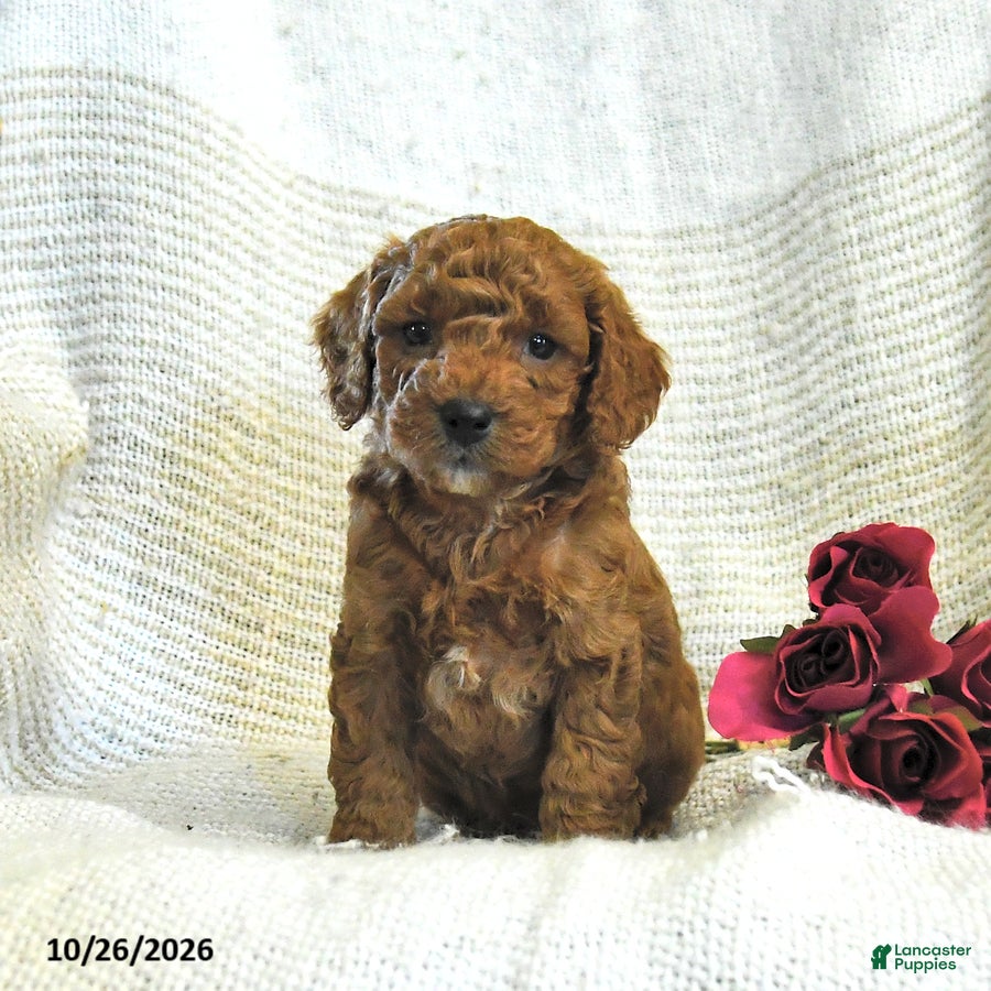 Cockapoo dogs for sale: Calvin - Ad 2