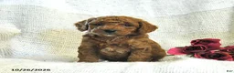 Cockapoo dogs for sale: Calvin - Ad 2