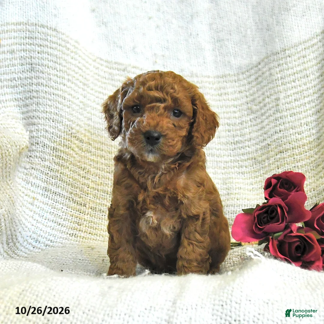 Cockapoo dogs for sale: Calvin - Ad 2