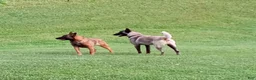 Belgian Malinois dogs for sale: Belgian Malinois 2 - Ad 17