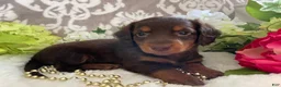 Miniature Dachshund dogs for sale: Mindy - Ad 6
