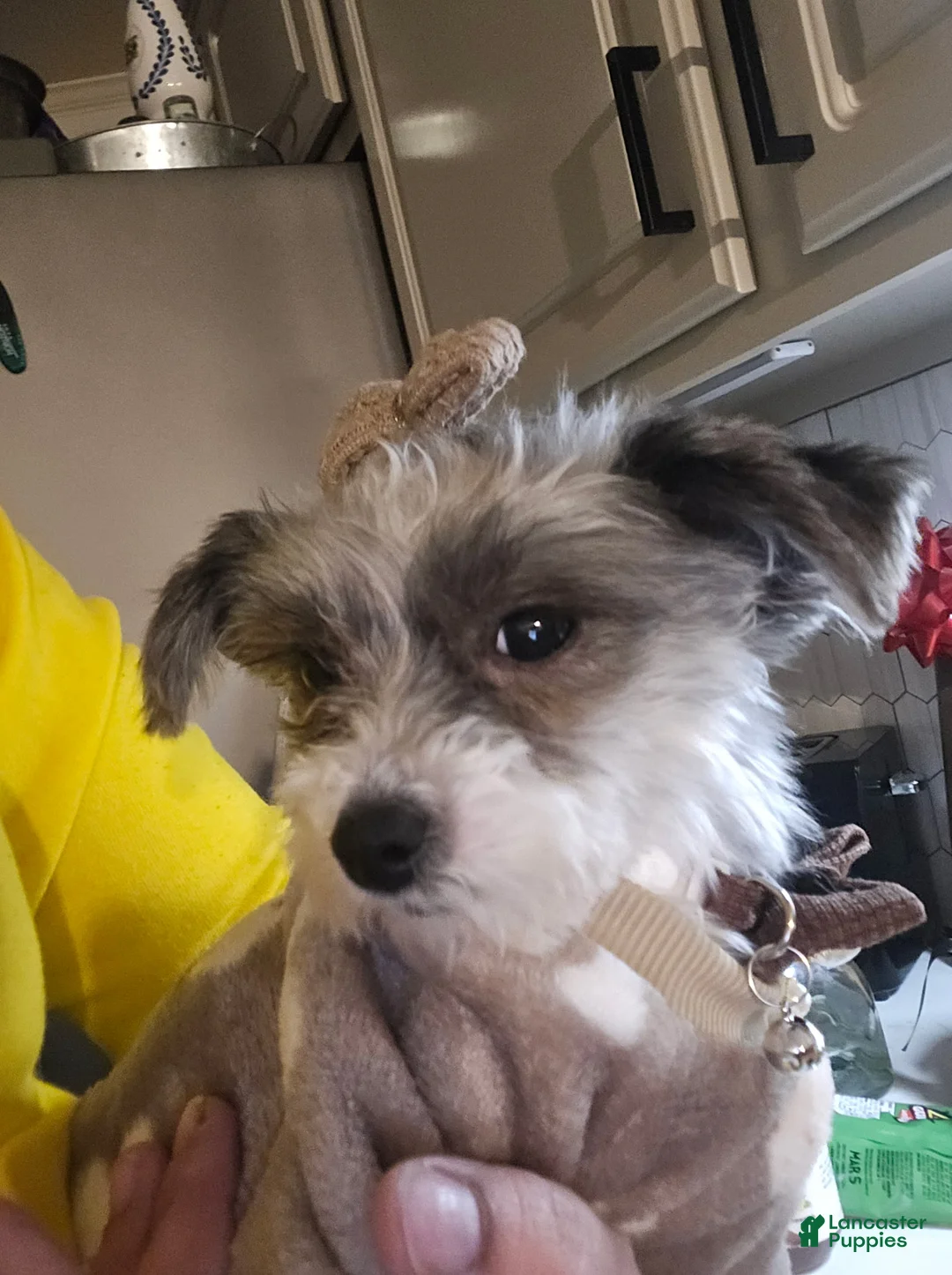 Yorkiepoo dogs for sale: Yorkiepoo 2 - Ad 3