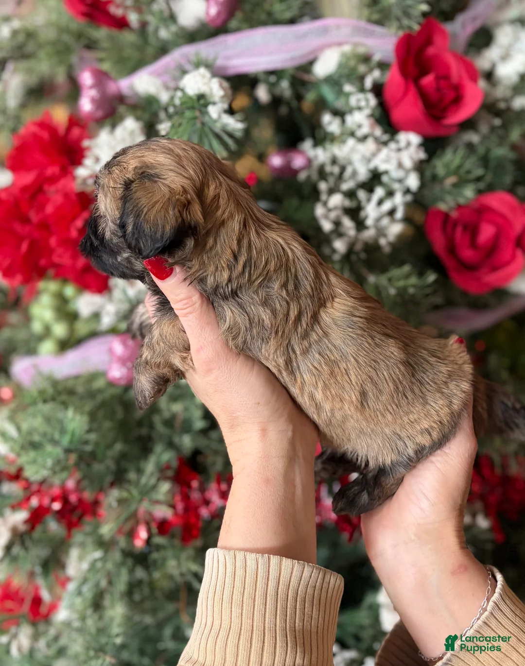 Malshi dogs for sale: Malshi Puppy 3 - Ad 2