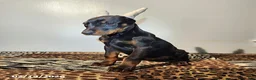 Doberman Pinscher dogs for sale: Roxy - Ad 8