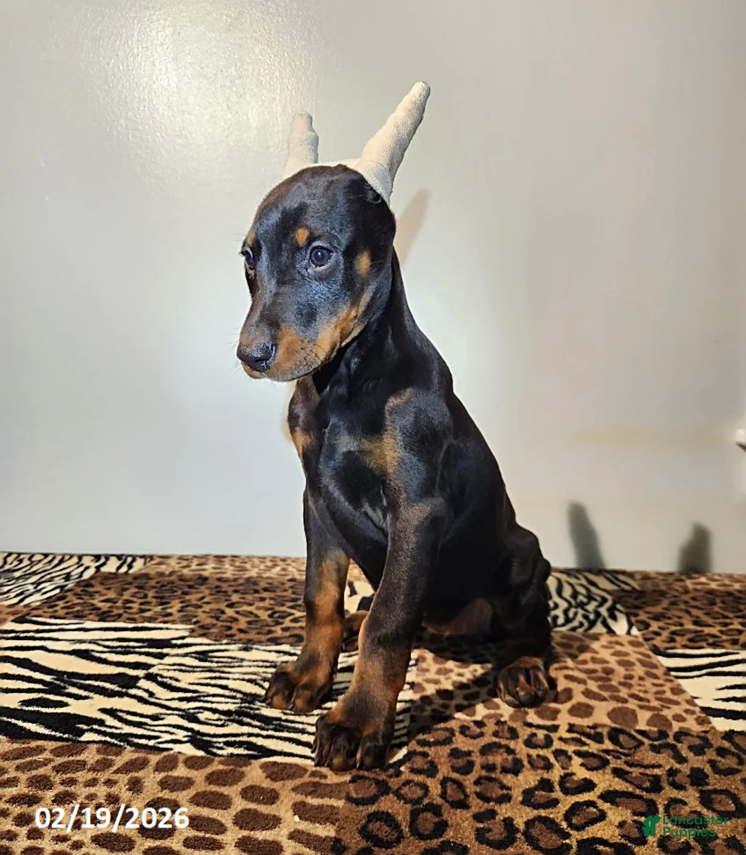 Doberman Pinscher dogs for sale: Roxy - Ad 8