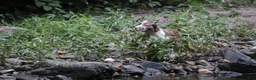 American Bully dogs for sale: Polaris - Ad 26