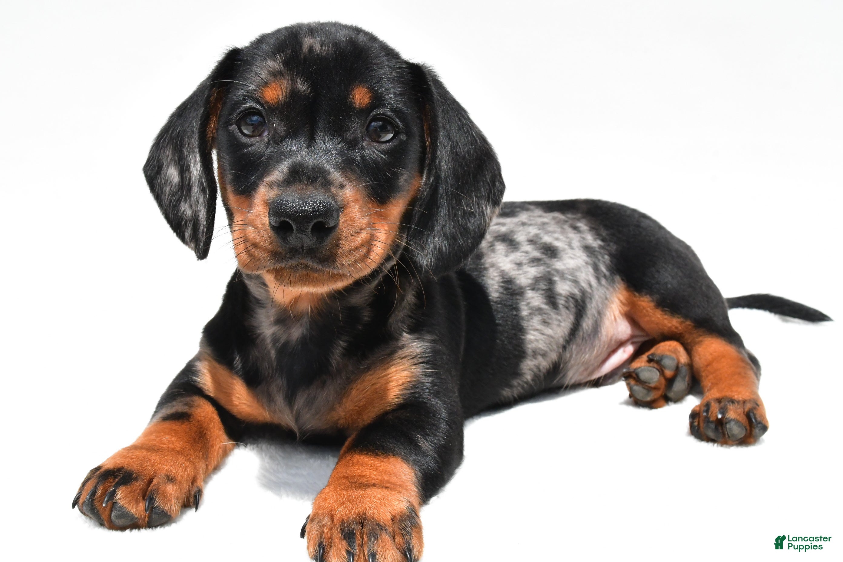 Miniature Dachshund dogs Teddy - Ad 1