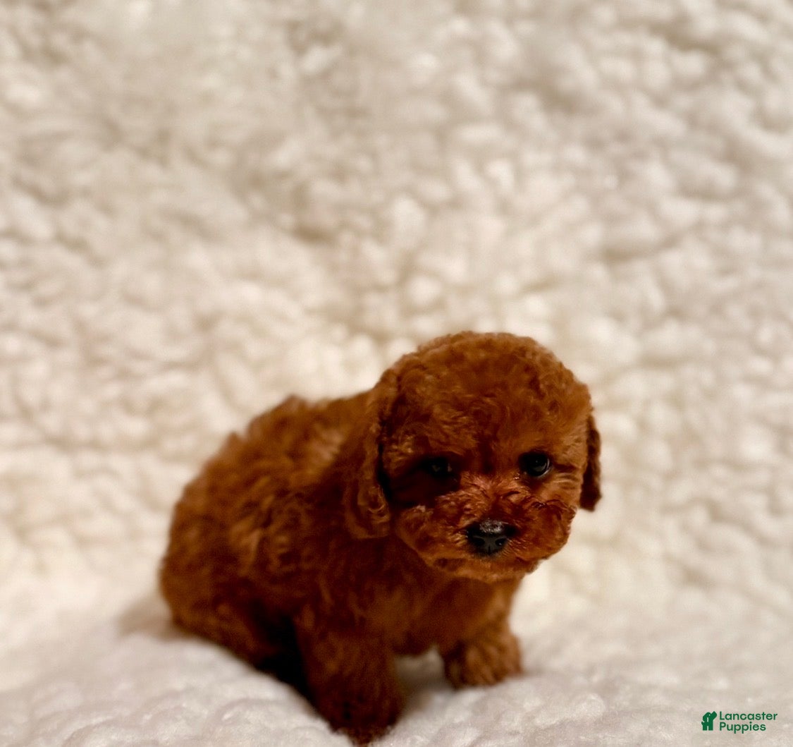 Toy Poodle dogs Baby Bear deep red - Ad 2