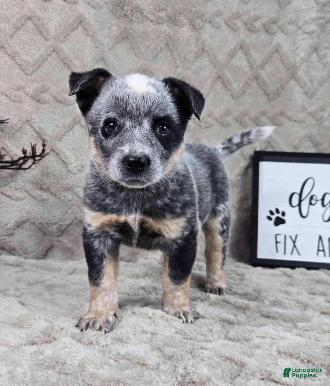 Australian Cattle Dog dogs for sale: Harry - Ad 2