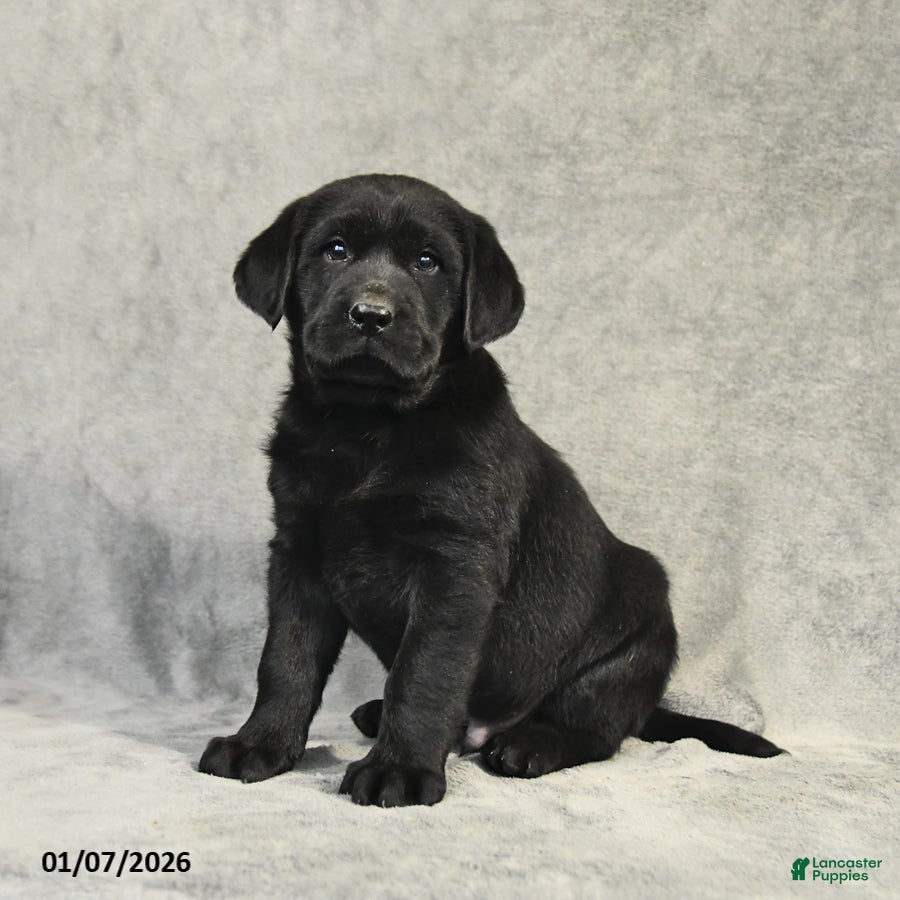 Labrador Retriever dogs Benny - Ad 37