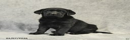 Labrador Retriever dogs for sale: Benny - Ad 1