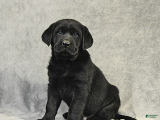 Labrador Retriever dogs Benny - Ad 42