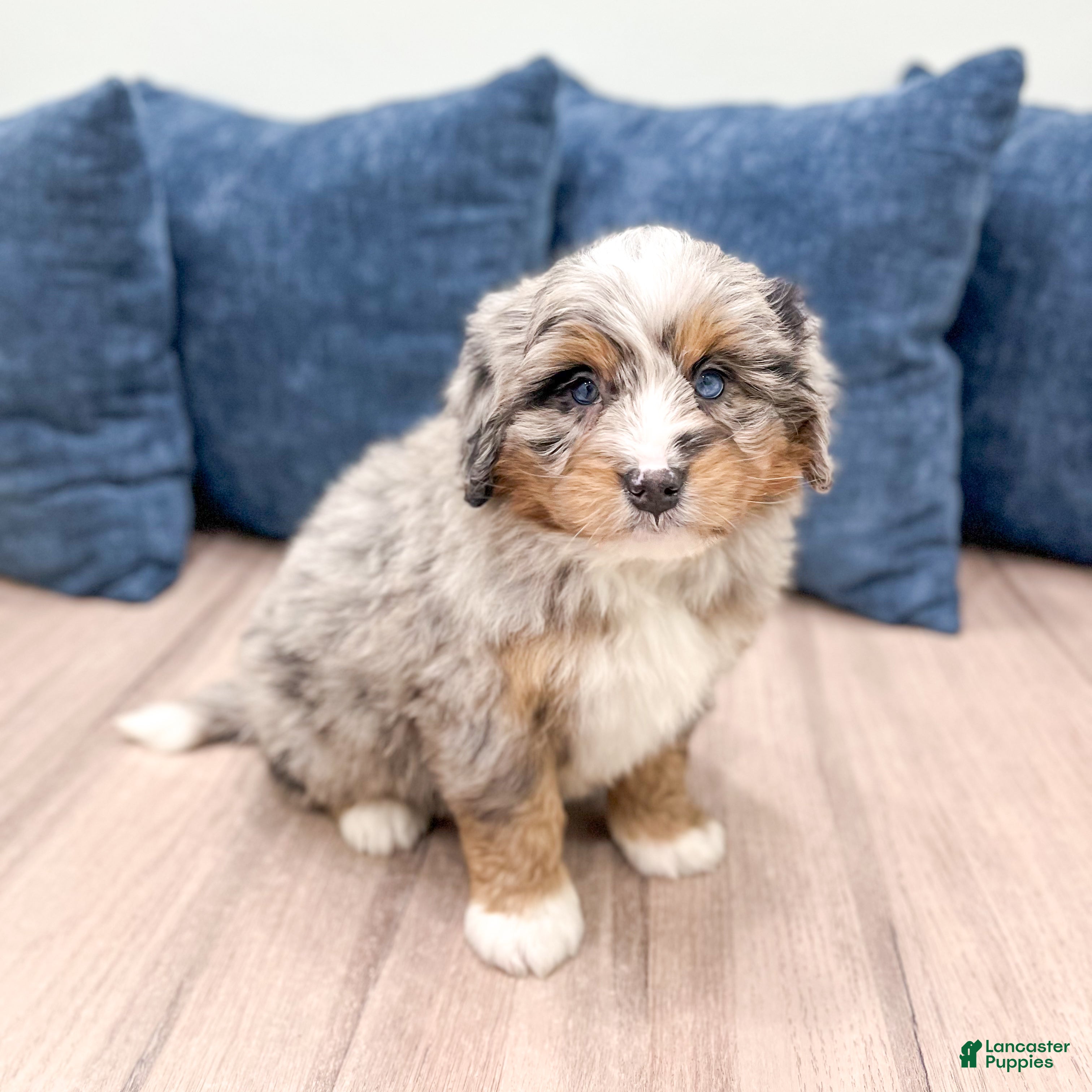 Mini Bernedoodle dogs Ranger - Ad 1