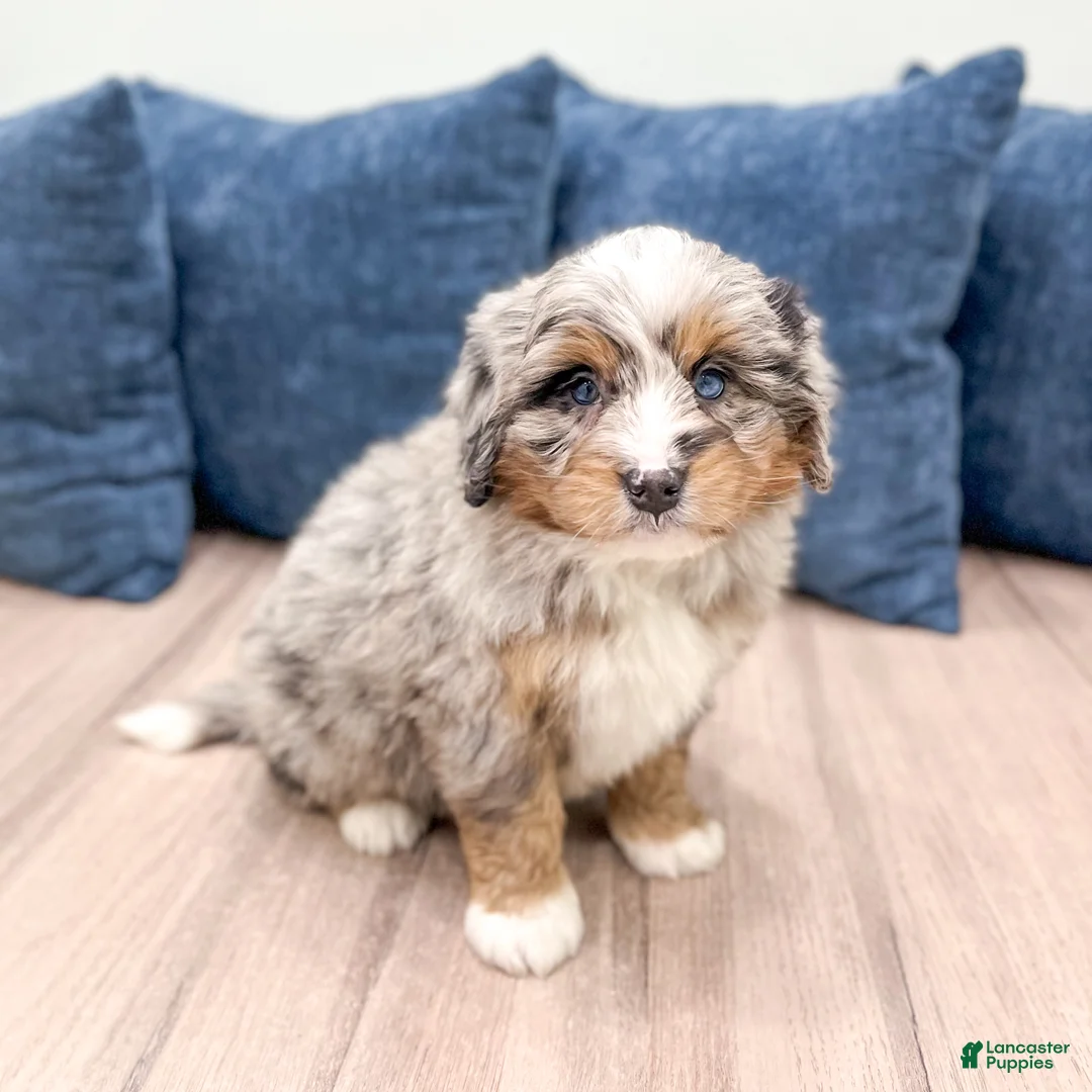 Mini Bernedoodle dogs for sale: Ranger - Ad 1