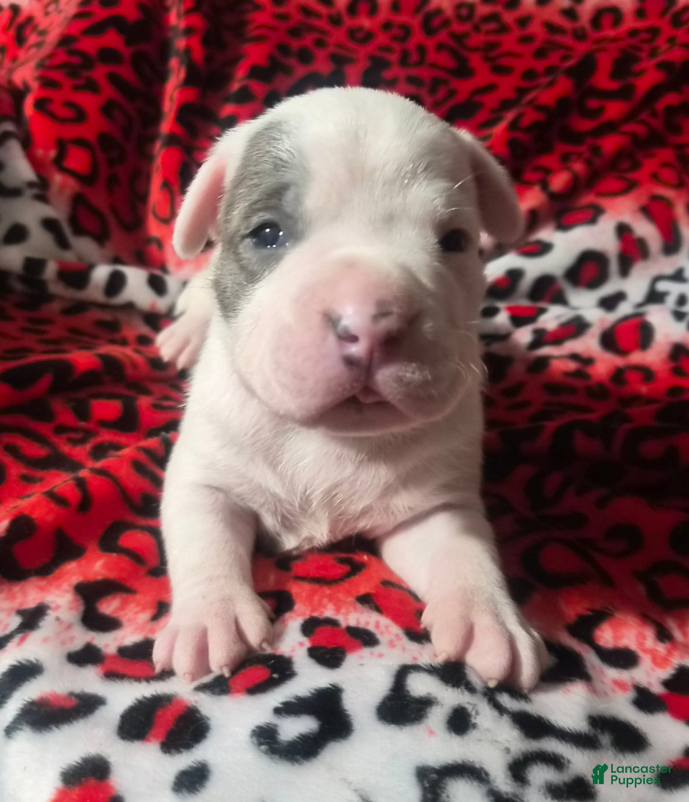 Mixed Breed dogs "BRAD PITT" - Ad 2