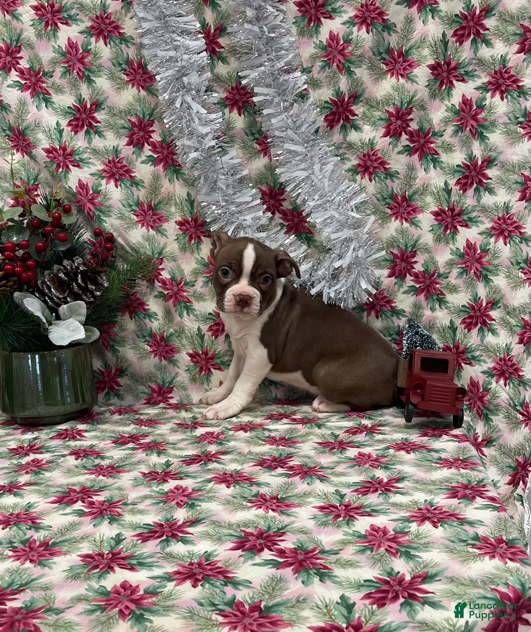 Boston Terrier dogs for sale: Arielle - Ad 2