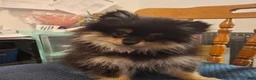 Pomeranian dogs for sale: Zues - Ad 2